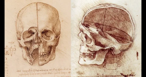 Mastering the Art of Skull Drawing: Tips and Techniques for Beginners Skull Drawing