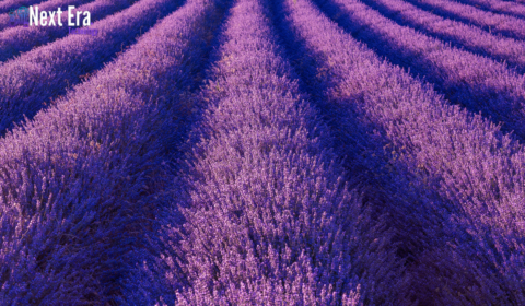 colour:cckmvfcmc3m= lavender: The Best Ways to Use It in Skincare and Beauty Products colour:cckmvfcmc3m= lavender